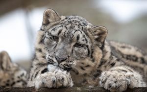 Preview wallpaper snow leopard, leopard, cub, predator, spotted, wildlife