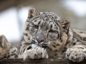 Preview wallpaper snow leopard, leopard, cub, predator, spotted, wildlife