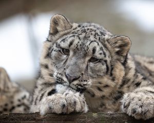 Preview wallpaper snow leopard, leopard, cub, predator, spotted, wildlife
