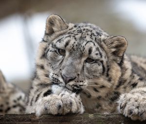 Preview wallpaper snow leopard, leopard, cub, predator, spotted, wildlife