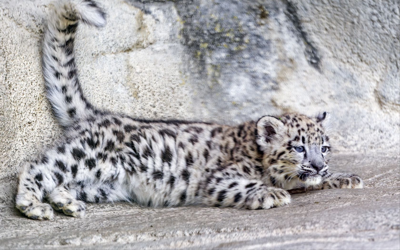 1680x1050 Wallpaper snow leopard, leopard, cute, spots, animal, predator