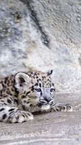 Preview wallpaper snow leopard, leopard, cute, spots, animal, predator