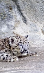Preview wallpaper snow leopard, leopard, cute, spots, animal, predator