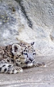 Preview wallpaper snow leopard, leopard, cute, spots, animal, predator