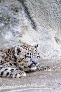 Preview wallpaper snow leopard, leopard, cute, spots, animal, predator