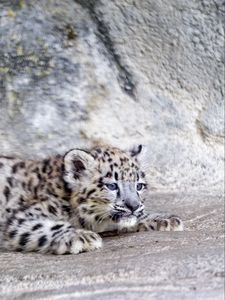 Preview wallpaper snow leopard, leopard, cute, spots, animal, predator