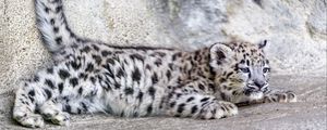 Preview wallpaper snow leopard, leopard, cute, spots, animal, predator