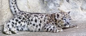 Preview wallpaper snow leopard, leopard, cute, spots, animal, predator