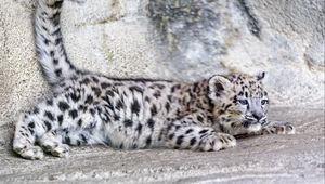 Preview wallpaper snow leopard, leopard, cute, spots, animal, predator