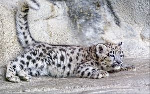 Preview wallpaper snow leopard, leopard, cute, spots, animal, predator