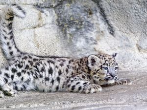 Preview wallpaper snow leopard, leopard, cute, spots, animal, predator