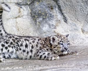 Preview wallpaper snow leopard, leopard, cute, spots, animal, predator