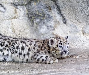 Preview wallpaper snow leopard, leopard, cute, spots, animal, predator