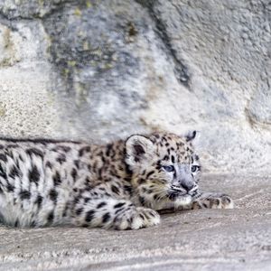 Preview wallpaper snow leopard, leopard, cute, spots, animal, predator
