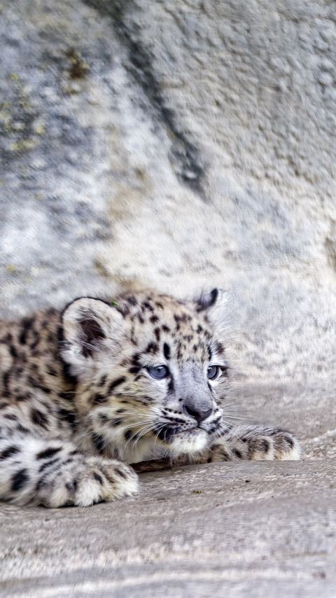 480x854 Wallpaper snow leopard, leopard, cute, spots, animal, predator