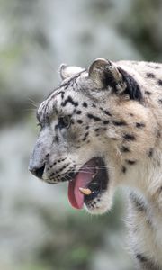 Preview wallpaper snow leopard, leopard, grin, fangs