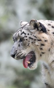 Preview wallpaper snow leopard, leopard, grin, fangs