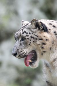 Preview wallpaper snow leopard, leopard, grin, fangs