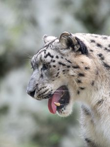 Preview wallpaper snow leopard, leopard, grin, fangs