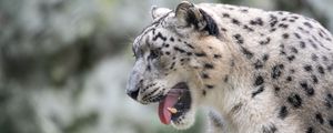 Preview wallpaper snow leopard, leopard, grin, fangs