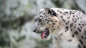 Preview wallpaper snow leopard, leopard, grin, fangs