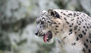 Preview wallpaper snow leopard, leopard, grin, fangs