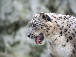 Preview wallpaper snow leopard, leopard, grin, fangs