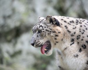 Preview wallpaper snow leopard, leopard, grin, fangs