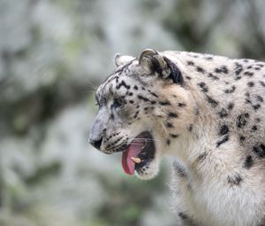 Preview wallpaper snow leopard, leopard, grin, fangs