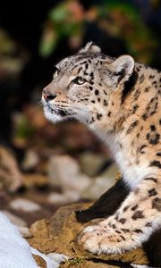 Preview wallpaper snow leopard, leopard, light, sit