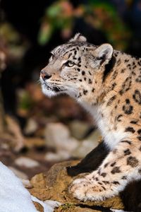 Preview wallpaper snow leopard, leopard, light, sit
