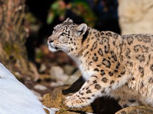 Preview wallpaper snow leopard, leopard, light, sit