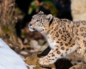 Preview wallpaper snow leopard, leopard, light, sit