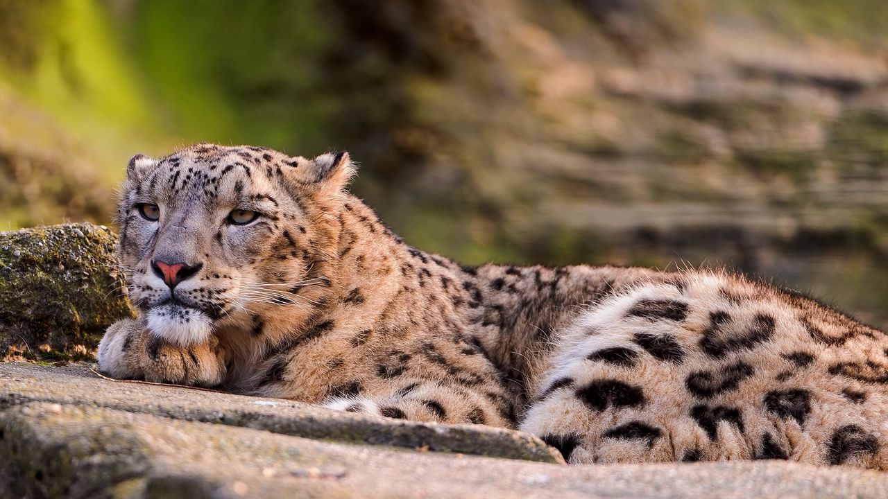 Wallpaper snow leopard, leopard, look, lying, predator, big cat