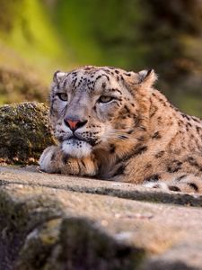 Preview wallpaper snow leopard, leopard, look, lying, predator, big cat