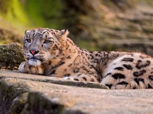 Preview wallpaper snow leopard, leopard, look, lying, predator, big cat