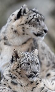 Preview wallpaper snow leopard, leopard, predator, big cat, wildlife