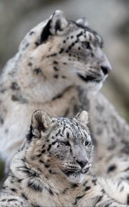 Preview wallpaper snow leopard, leopard, predator, big cat, wildlife