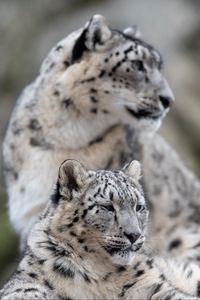 Preview wallpaper snow leopard, leopard, predator, big cat, wildlife
