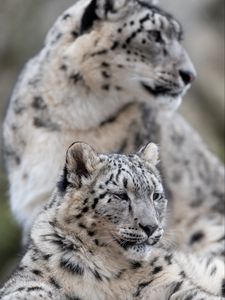 Preview wallpaper snow leopard, leopard, predator, big cat, wildlife