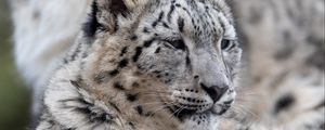 Preview wallpaper snow leopard, leopard, predator, big cat, wildlife