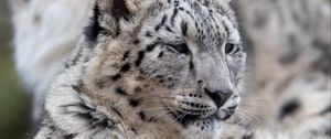 Preview wallpaper snow leopard, leopard, predator, big cat, wildlife