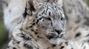 Preview wallpaper snow leopard, leopard, predator, big cat, wildlife