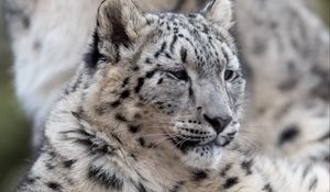 Preview wallpaper snow leopard, leopard, predator, big cat, wildlife