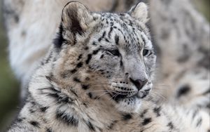 Preview wallpaper snow leopard, leopard, predator, big cat, wildlife