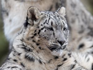 Preview wallpaper snow leopard, leopard, predator, big cat, wildlife