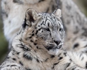 Preview wallpaper snow leopard, leopard, predator, big cat, wildlife