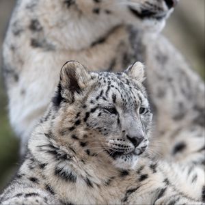 Preview wallpaper snow leopard, leopard, predator, big cat, wildlife