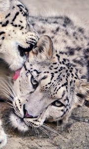 Preview wallpaper snow leopard, lick, couple, caring