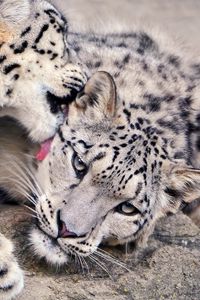 Preview wallpaper snow leopard, lick, couple, caring